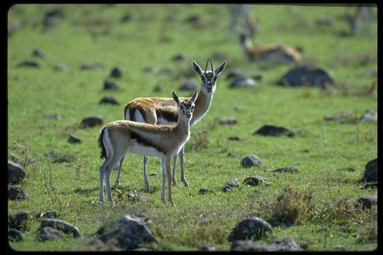 Image of Thomson's Gazelle