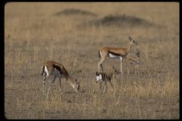 Image of Thomson's Gazelle