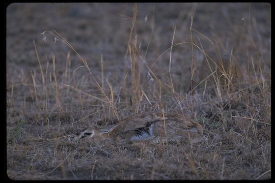 Image of Thomson's Gazelle