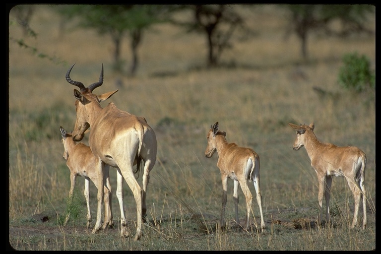 Alcelaphus buselaphus cokii Günther 1884 resmi