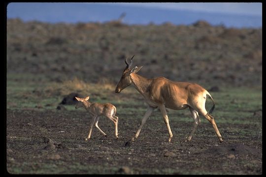 Image of Coke's Hartebeest