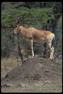 Image of Coke's Hartebeest