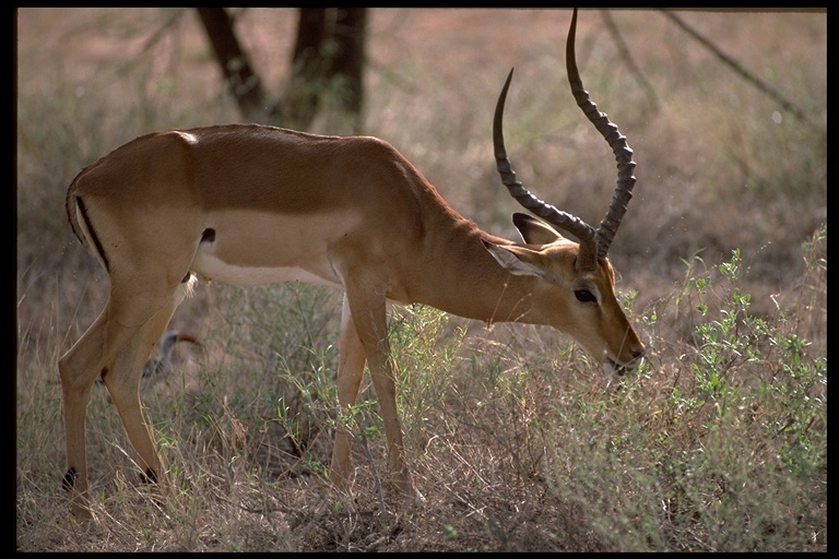 Sivun Impala kuva