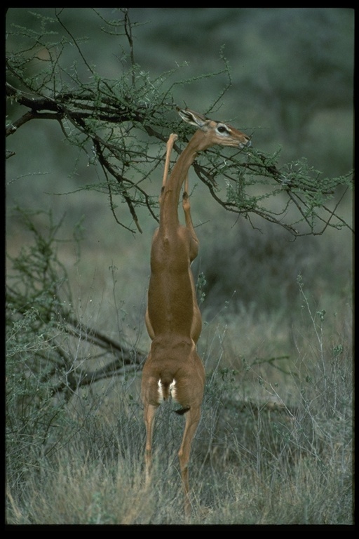 Image of Gerenuk