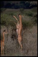 Image of Gerenuk