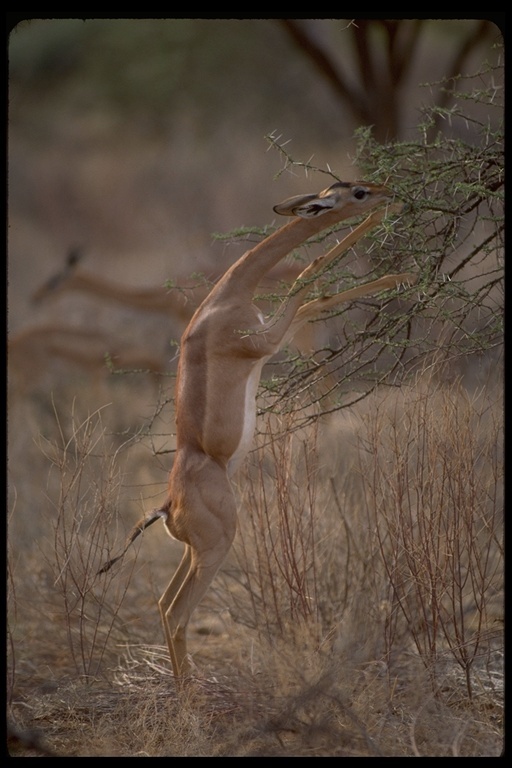 Image of Gerenuk