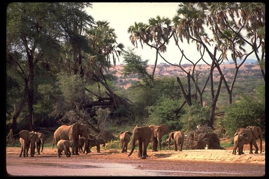 Image of African bush elephant