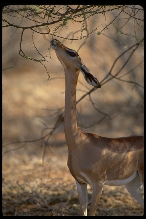 Image of Gerenuk