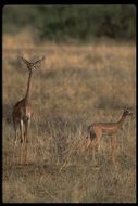 Image of Gerenuk