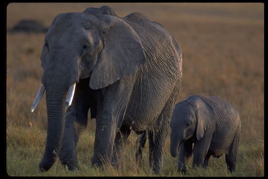 Image of African bush elephant