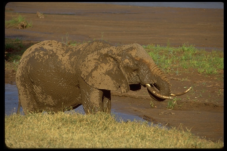 Image of African bush elephant