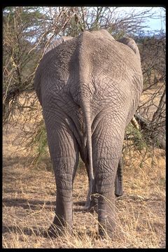 Image of African bush elephant