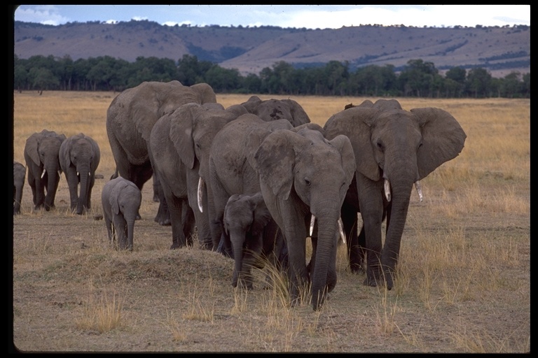 Image of African bush elephant