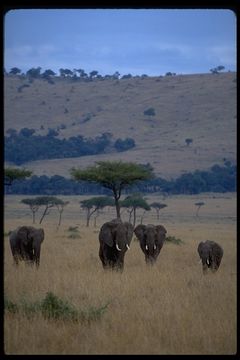 Image of African bush elephant