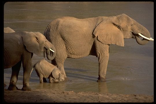 Image of African bush elephant