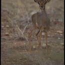 Image de Dik-dik de Günther