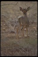 Image of Guenther's Dik-dik