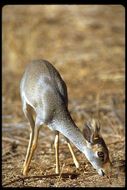 Image of Guenther's Dik-dik