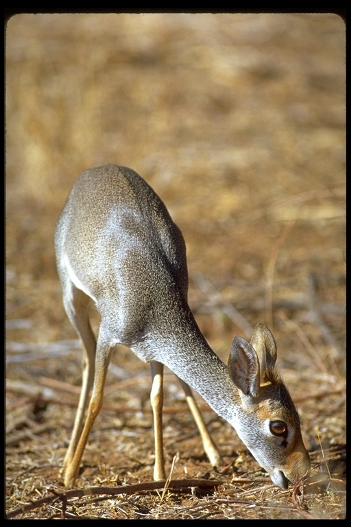 Image of Guenther's Dik-dik