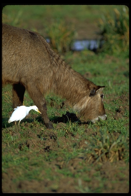 Image of Defassa Waterbuck