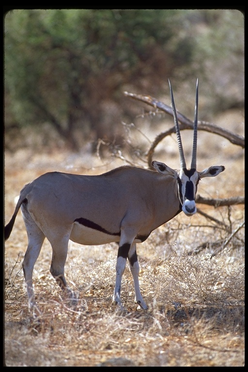 Image of Beisa Oryx