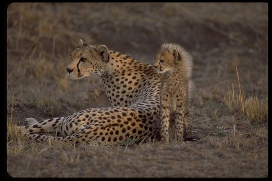 Image of cheetah