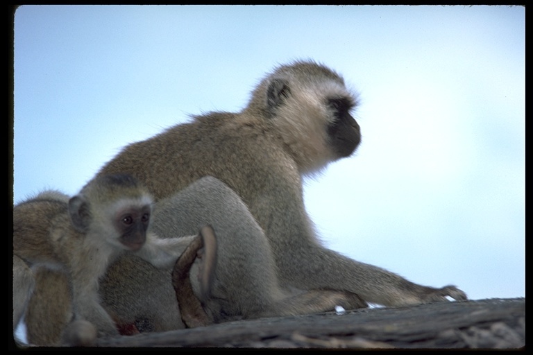 Image of Vervet Monkey