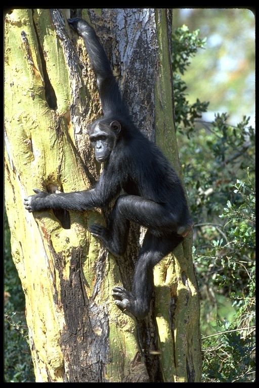 Image de Chimpanzé