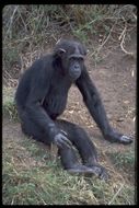 Image of chimpanzee