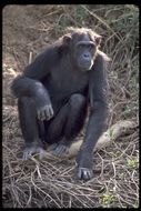 Image de Chimpanzé