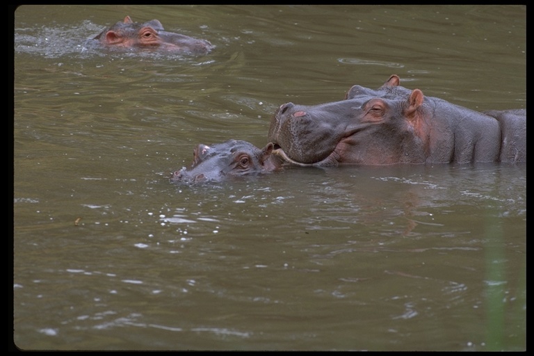 Image of Common Hippopotamus