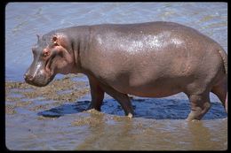 Image of Common Hippopotamus