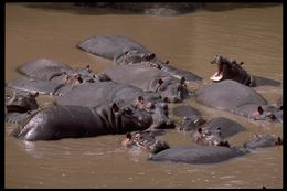 Image of Common Hippopotamus