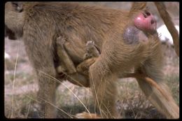 Image of Yellow Baboon