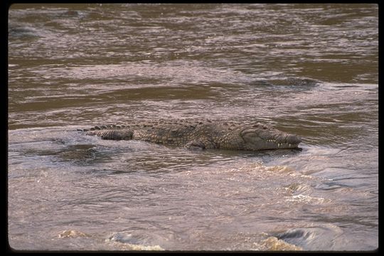 Imagem de Crocodylus niloticus Laurenti 1768