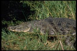 Image of Nile crocodile