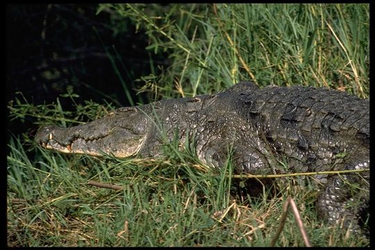 Image of Nile crocodile