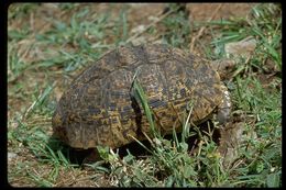 Image of Leopard Tortoise