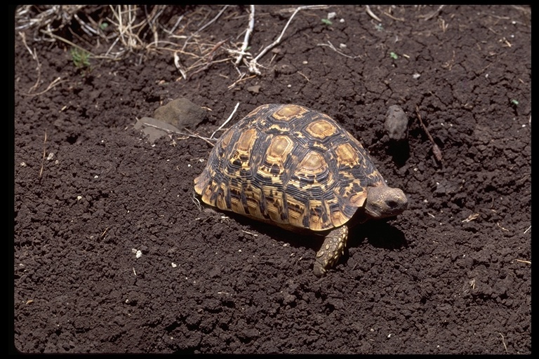 Image of Leopard Tortoise