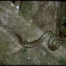 Image of Morelia spilota mcdowelli Wells & Wellington 1984