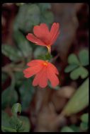 Image of Crossandra nilotica Oliv.