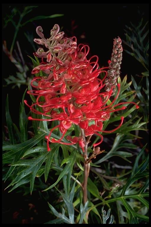 Image of Silky-oak