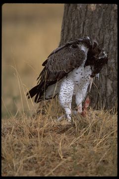 Image of Martial Eagle