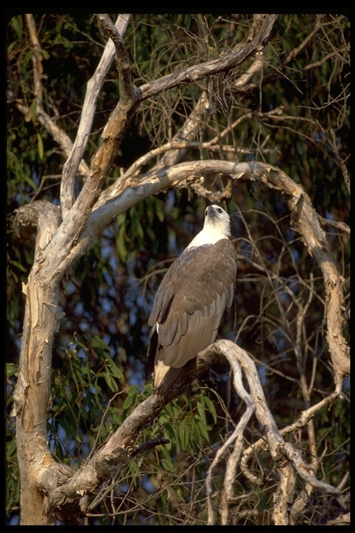 Image of White-bellied Sea Eagle