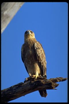 Image of Tawny Eagle