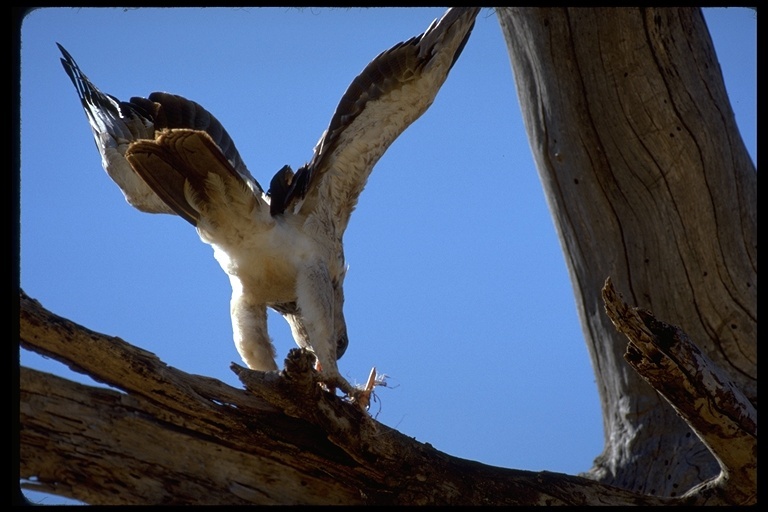 Image of Tawny Eagle