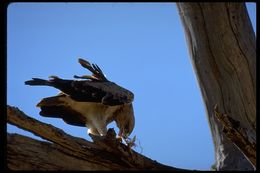Image of Tawny Eagle