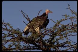 Image of White-headed Vulture