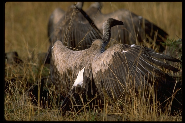 Image of White-backed Vulture