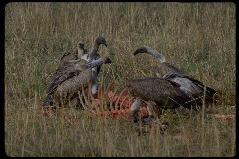 Image of White-backed Vulture